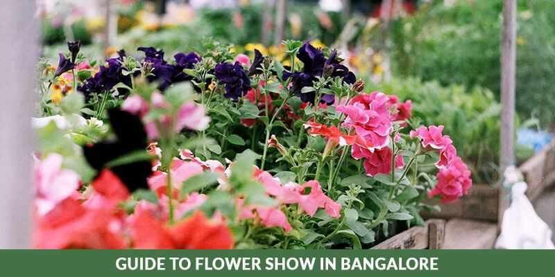 Guide to Flower Show in Bangalore (Lalbagh Flower Show)